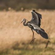 Stephen Nobbs - Entrechat Heron